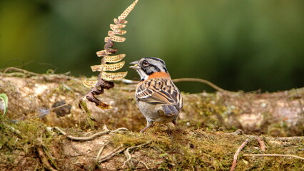Rufous-collared sparrow (Zonotrichia capensis) on a log at the high altitude Paraiso Quetzal Lodge...