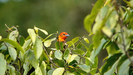 Male flame-colored tanager (Piranga bidentata) perched on a branch at the high altitude Paraiso Quetzal Lodge outside of San Jose, Costa Rica