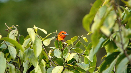 Male flame-colored tanager (Piranga bidentata) perched on a branch at the high altitude Paraiso...