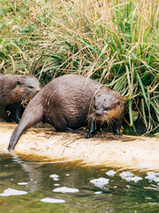 asian short-clawed otter