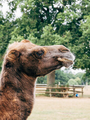 portrait of a camel