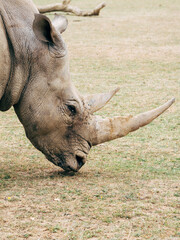 white rhino eating grass © Joseph Naszladi