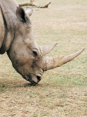 Zelfklevend Fotobehang white rhino eating grass © Joseph Naszladi