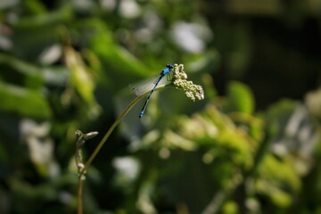 blue dragonfly on flower
