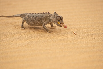 Namaqua chameleon (Chamaeleo namaquensis) in Namib Desert   near Swakopmund, Namibia © Tom