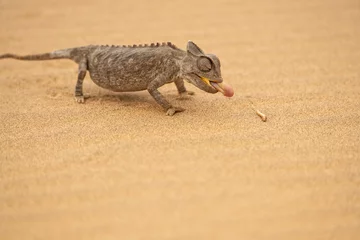Foto auf Acrylglas Namaqua chameleon (Chamaeleo namaquensis) in Namib Desert   near Swakopmund, Namibia © Tom
