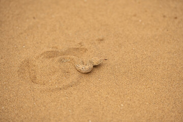 Peringuey's desert adder or sidewinding adder (Bitis peringueyi) in Namib Desert;  near Swakopmund,...