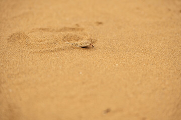 Peringuey's desert adder or sidewinding adder (Bitis peringueyi) in Namib Desert;  near Swakopmund, Namibia 