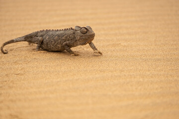 Namaqua chameleon (Chamaeleo namaquensis) in Namib Desert;  near Swakopmund, Namibia