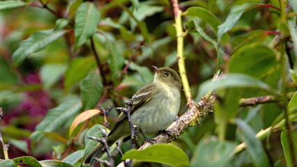 Fototapeta premium Mountain elaenia (Elaenia frantzii) perched in a tree at the high altitude Paraiso Quetzal Lodge outside of San Jose, Costa Rica