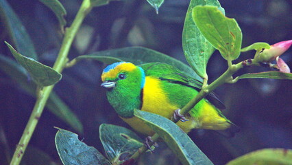 Golden-browed chlorophonia (Chlorophonia callophrys) perched in a tree at the high altitude Paraiso Quetzal Lodge outside of San Jose, Costa Rica