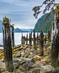 The decaying stumps of a wharf where once there was a cannery on Gun Boat Passage at low tide.  In Heiltsuk Territory along the Inland Passage on Brisih Columbia's Central Coast. in June. Vertical