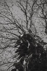 tree branches against blue sky