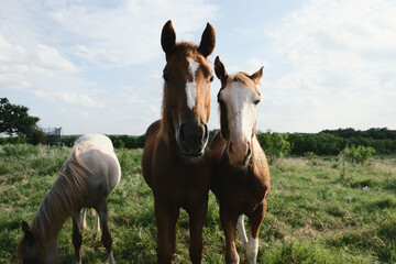 Foals show young horses in Texas ranch landscape in rural field close up during summer.