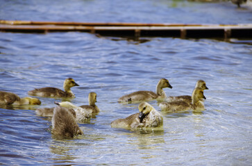 Baby goslings swimming along the the of Lake Ontario, Canada.