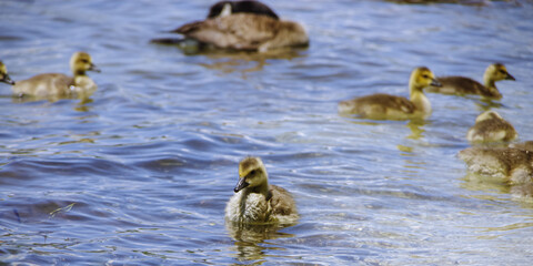 A baby gosling swimming