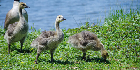Fluffy baby goslings along Lake Ontario, Canada.