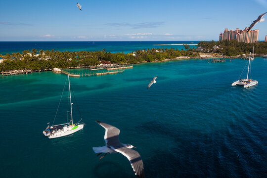 Panoramic vie of ocean and beach with sea gulls flying, Nassau, Bahamas