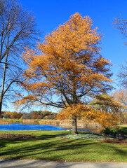 Fototapeta premium Fall landscape Montreal Quebec province Canada