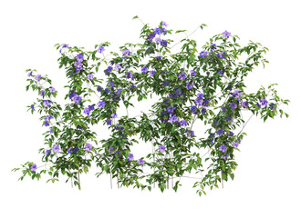 Ivy flowers on a white background.