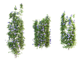 Ivy flowers on a white background.