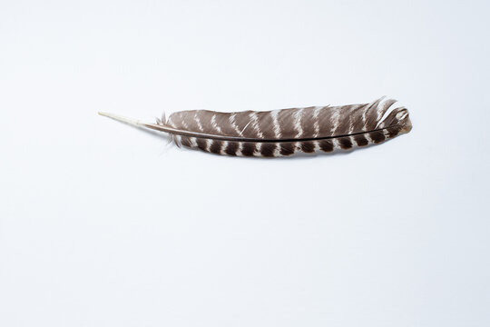 Wild Turkey Feather on white or neutral background