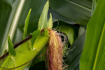 Cornfield with corn ear and silk growing on cornstalk. Ethanol, farming and agriculture concept