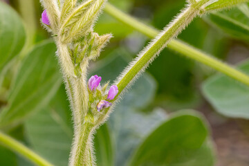 Soybean plant flower and pod. Pollination, plant health and farming concept.