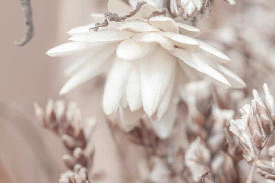 Beautiful white blooming flowwer with blur natural neutral beige background for romantic wallpaper macro