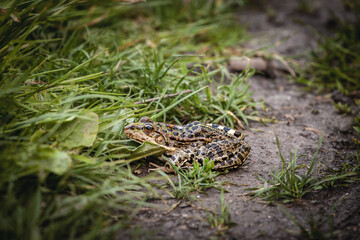 Selective blur on a European common toad, hidden in the grass and mud of a swamp, observing and staring with his eye bulbs. It is a amphibian often found in the waters of Europe.....