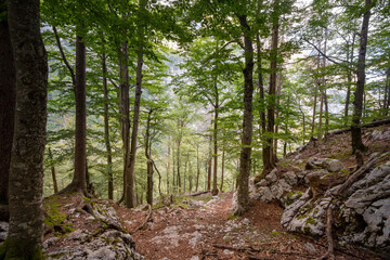 Dirtpath in the middle of deciduous trees in a typical alpine forest in the Julian Alps in Slovenia, during a grey rainy day, in deep woods, in Europe.....