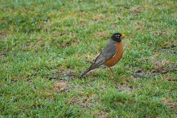 robin on the grass