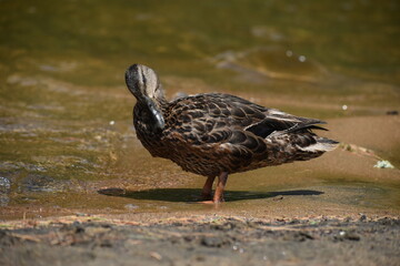 Parc Mauricie Lac Wapizagonke 22 Juillet 2022