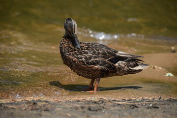 Parc Mauricie Lac Wapizagonke 22 Juillet 2022