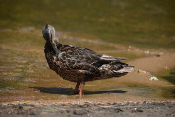 Parc Mauricie Lac Wapizagonke 22 Juillet 2022