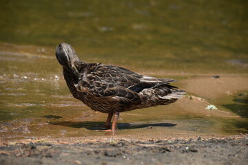 Parc Mauricie Lac Wapizagonke 22 Juillet 2022