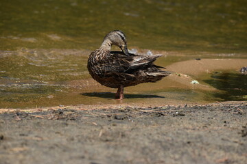 Parc Mauricie Lac Wapizagonke 22 Juillet 2022