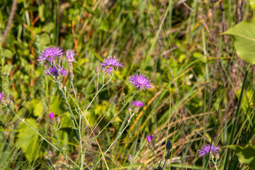 flowers in the grass