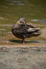 Parc Mauricie Lac Wapizagonke 22 Juillet 2022