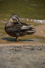 Parc Mauricie Lac Wapizagonke 22 Juillet 2022