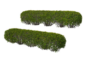 Bushes on a white background