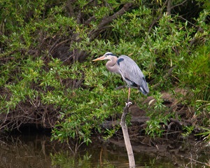 great blue heron