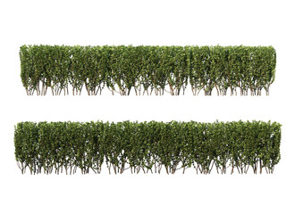 Bushes on a white background