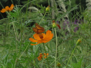 Jardim com borboleta laranja