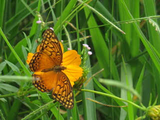 Borboleta  laranja
