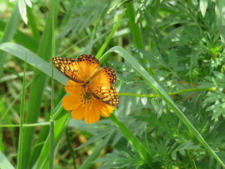 Flor e borboleta laranja