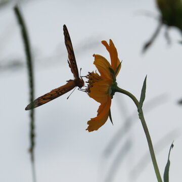 Borboleta laranja beijando a flor 