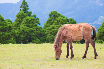 Obraz premium 都井岬の馬 