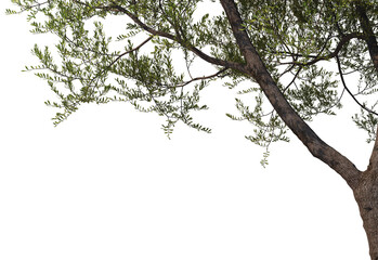 Foreground Twigs on a white background