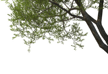 Foreground Twigs on a white background